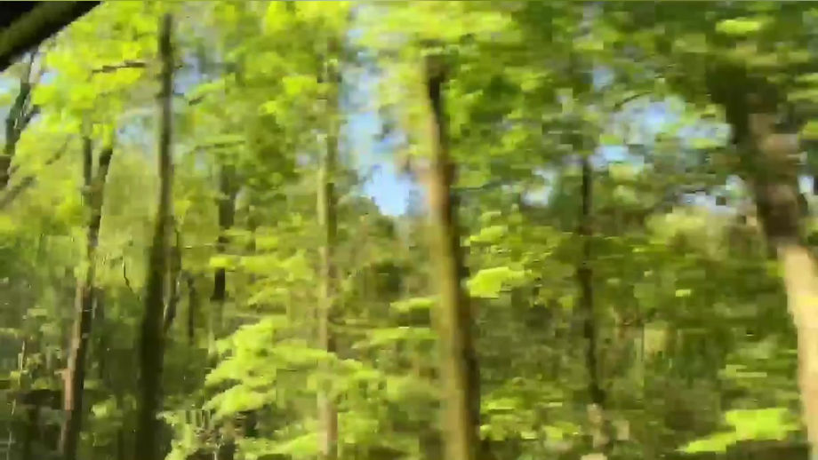 A sudden trip to the Great Smoky Mountain